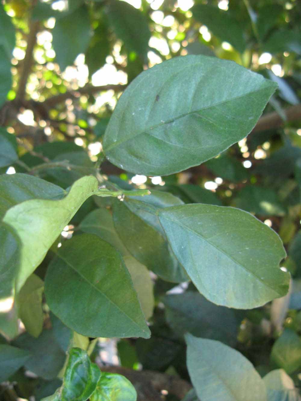            Shade leaves (Winter Haven, FL)   